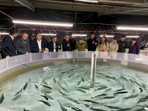 鮐人工馴養(yǎng)與工廠化繁育技術(shù)通過(guò)專家驗(yàn)收，水產(chǎn)養(yǎng)殖迎重大突破
