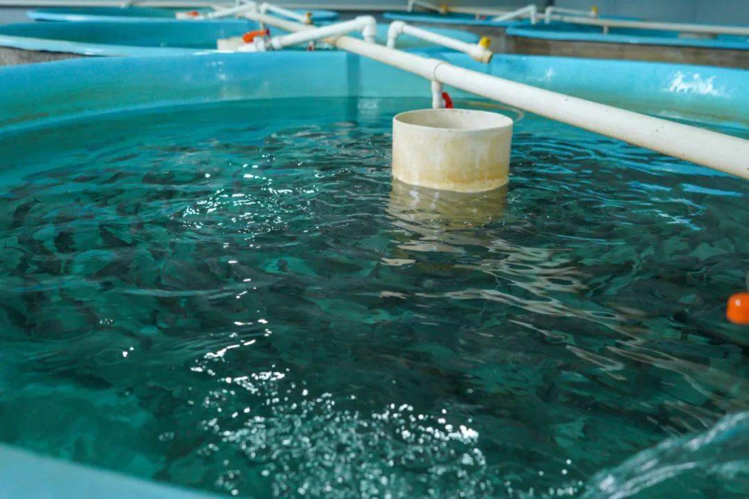 十里鎮實施“三抓三促”行動 陸基養魚拓寬群眾致富路