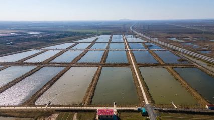 云湖集團領(lǐng)導(dǎo)深入香河公司調(diào)研水產(chǎn)養(yǎng)殖產(chǎn)業(yè)發(fā)展