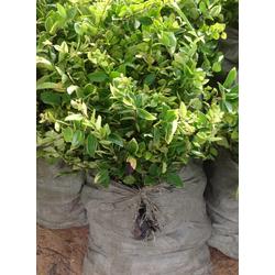 金華市水產(chǎn)養(yǎng)殖產(chǎn)業(yè)鏈全景 批發(fā)、供應(yīng)與廠家深度解析