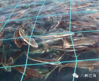 先進(jìn)水產(chǎn)養(yǎng)殖中的智能化投喂與高效漁網(wǎng)清洗系統(tǒng)