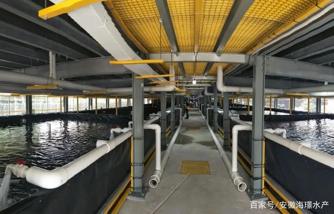 循環(huán)水工廠化養(yǎng)殖 水產(chǎn)養(yǎng)殖安全的新保障